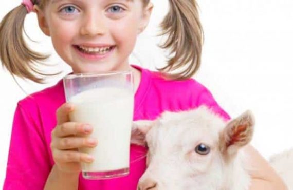 خواص شیر بز برای سلامتی و درمان بیماری ها